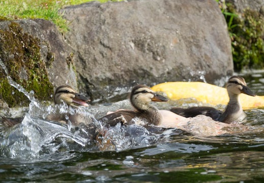201706091533-DSC05365RX10M3.jpg