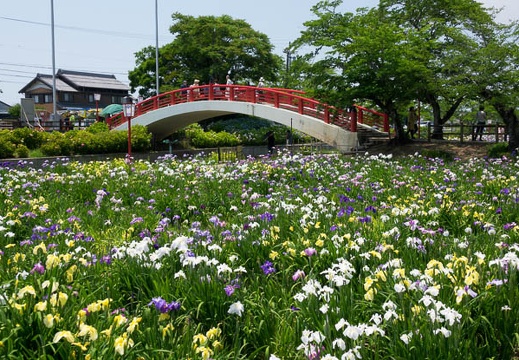 201706101232-DSC05492RX10M3.jpg