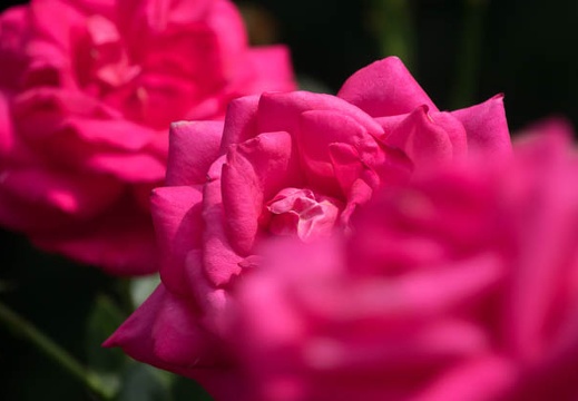 201706111358-DSC05780RX10M3.jpg
