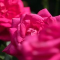 201706111358-DSC05780RX10M3.jpg