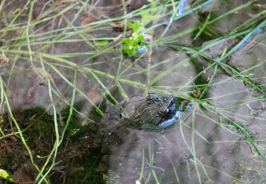 201706140723-DSC05978RX10M3.jpg