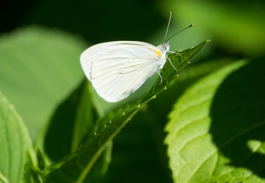 201706140821-DSC06009RX10M3.jpg