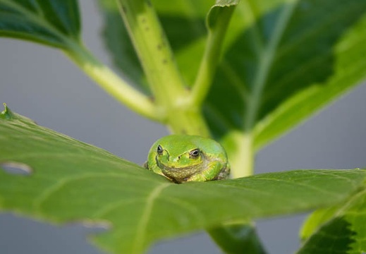 201706140857-DSC06029RX10M3.jpg