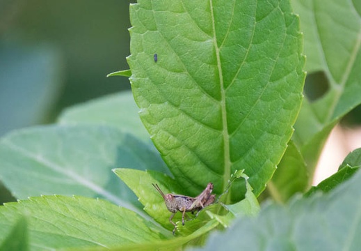 201706141126-DSC06059RX10M3.jpg