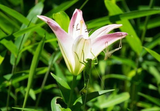 201706141142-DSC06074RX10M3.jpg
