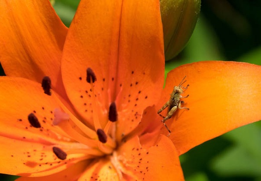 201706141152-DSC06082RX10M3.jpg