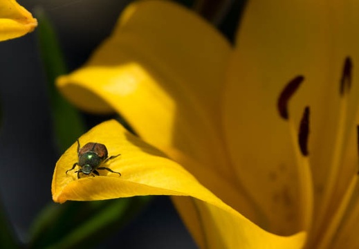 201706141209-DSC06096RX10M3.jpg