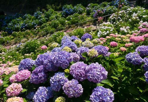 201706151436-DSC06494RX10M3.jpg