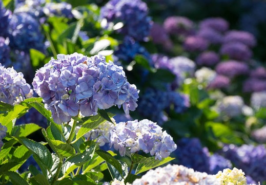 201706151507-DSC06516RX10M3.jpg