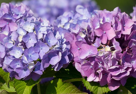201706151529-DSC06546RX10M3.jpg