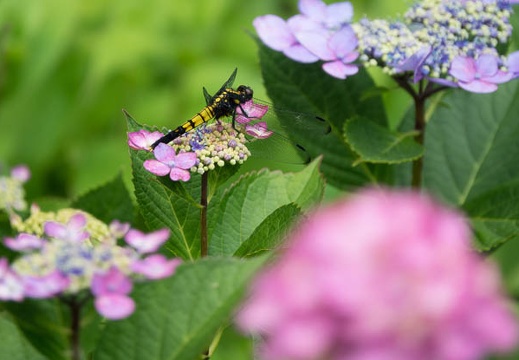 201706181246-DSC06798RX10M3.jpg