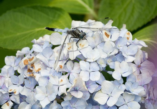 201706181247-DSC06804RX10M3.jpg