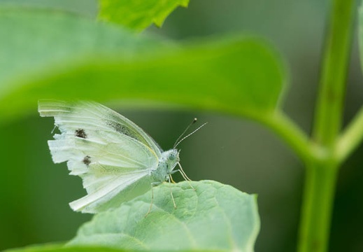 201706181305-DSC06853RX10M3.jpg