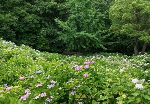 201706181315-DSC06867RX10M3.jpg