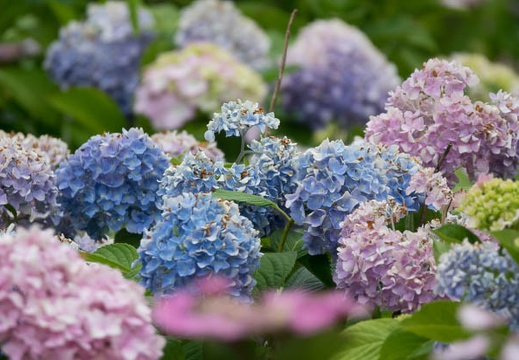 201706181333-DSC06887RX10M3.jpg