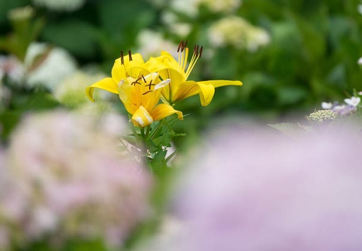 201706181401-DSC06961RX10M3.jpg