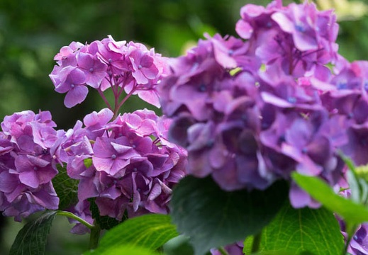 201706181409-DSC06968RX10M3.jpg