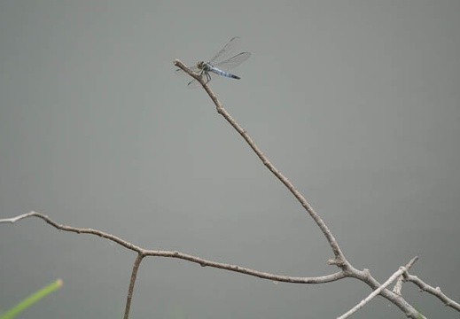 201706181619-DSC07029RX10M3.jpg