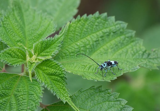 201706181630-DSC07046RX10M3.jpg