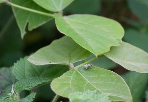 201706181635-DSC07054RX10M3.jpg