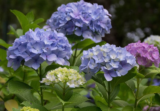 201706181818-DSC07081RX10M3.jpg