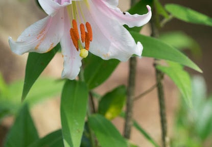 201706200913-DSC07244RX10M3.jpg