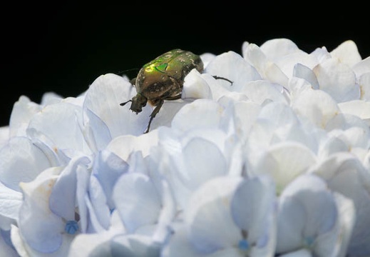 201706201010-DSC07293RX10M3.jpg