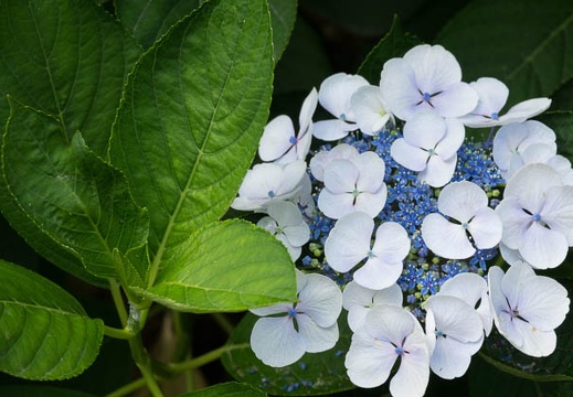 201706201012-DSC07304RX10M3.jpg