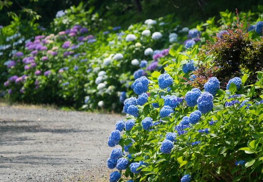 201706201020-DSC07330RX10M3.jpg