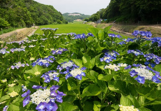 201706201034-DSC07363RX10M3.jpg