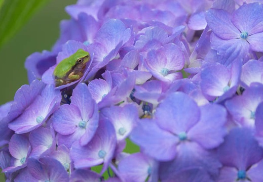201706201040-DSC07375RX10M3.jpg