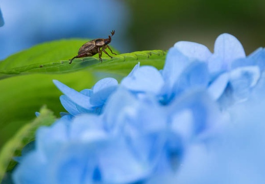 201706201042-DSC07384RX10M3.jpg