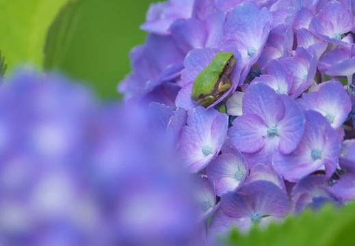 201706201043-DSC07394RX10M3.jpg