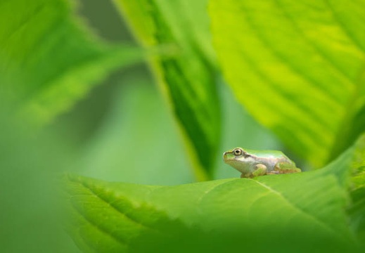 201706201044-DSC07395RX10M3.jpg
