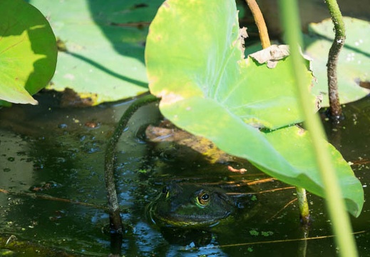 201706231546-DSC07863RX10M3.jpg