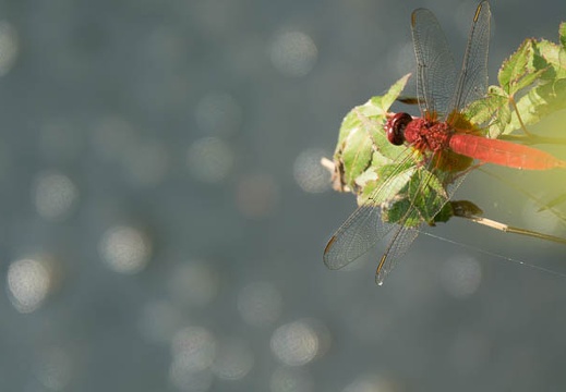 201706231551-DSC07875RX10M3.jpg