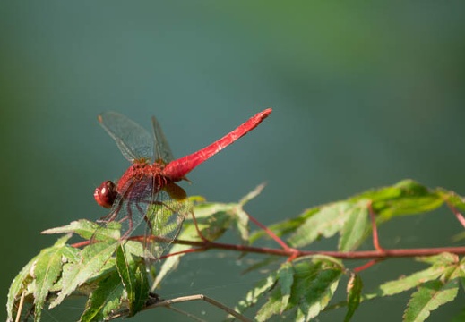 201706231551-DSC07877RX10M3.jpg