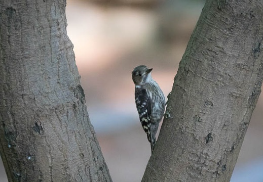 201706231559-DSC07889RX10M3.jpg