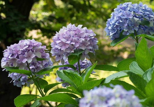201706231633-DSC07943RX10M3.jpg