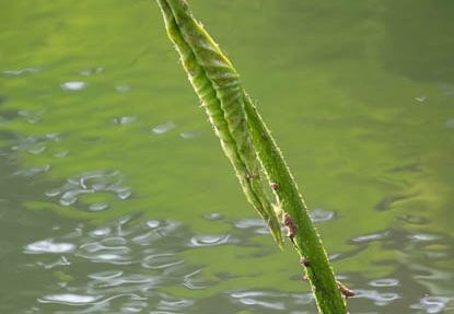 201706231650-DSC07994RX10M3.jpg