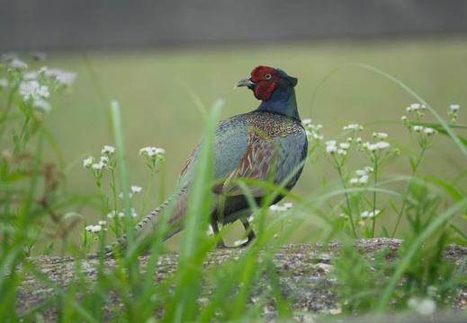 201706240808-DSC08025RX10M3.jpg
