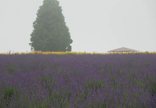 201706240842-DSC08084RX10M3.jpg