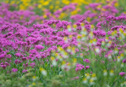 201706240845-DSC08092RX10M3.jpg