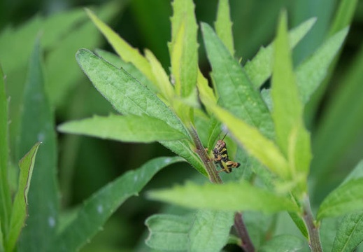 201706240927-DSC08153RX10M3.jpg