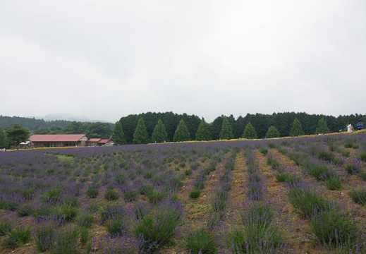 201706240946-DSC08182RX10M3.jpg