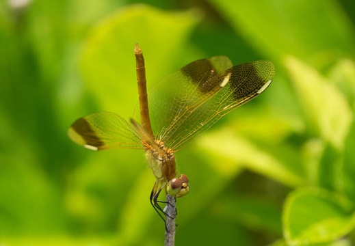 201707171244-DSC09253RX10M3.jpg