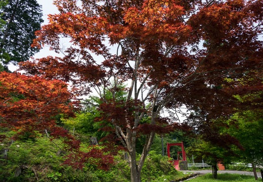 201707171251-DSC09267RX10M3.jpg