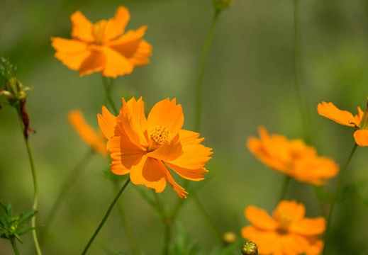 201707181046-DSC09486RX10M3.jpg