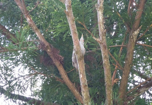 201707201121-DSC09828RX10M3.jpg
