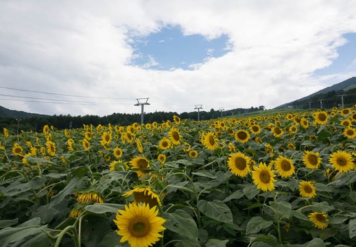 201708111332-DSC01435RX10M3.jpg